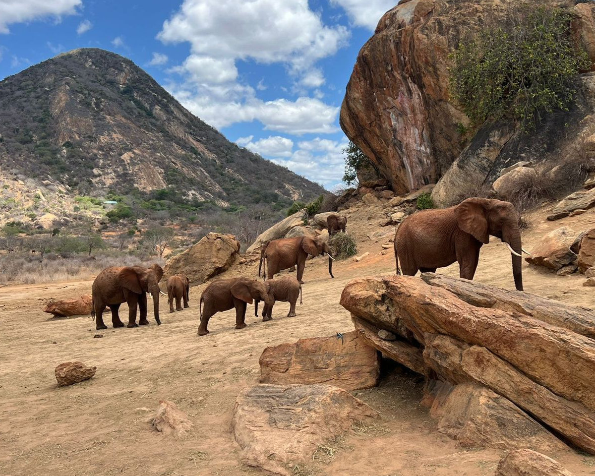 Elephants in a natural setting with mountains and rocks