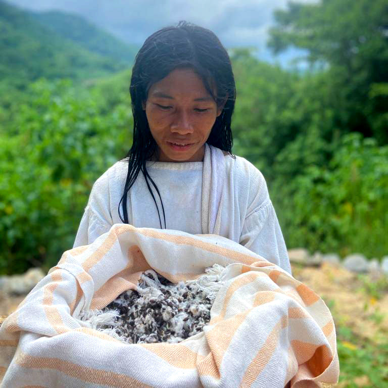 Person holding a cloth full of cotton with a lush green mountain background