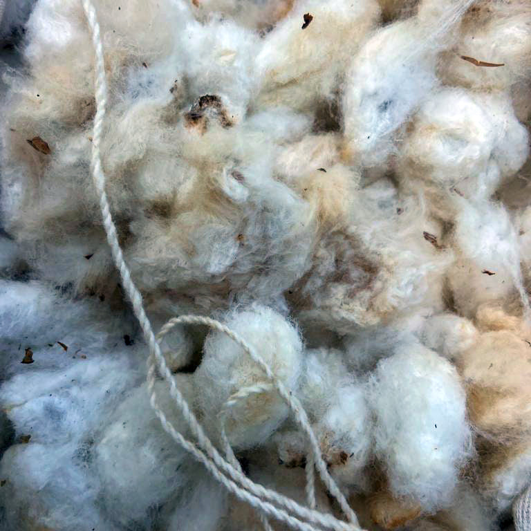 Close-up of raw cotton with a thread running through it